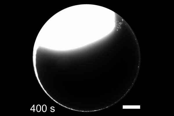 Long range and colony scale directed transport